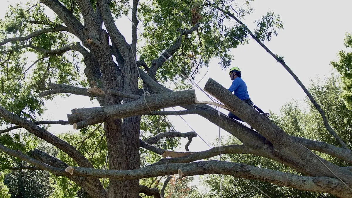 Professional Hazardous Tree Removal performed by certified arborists in Sharon Center